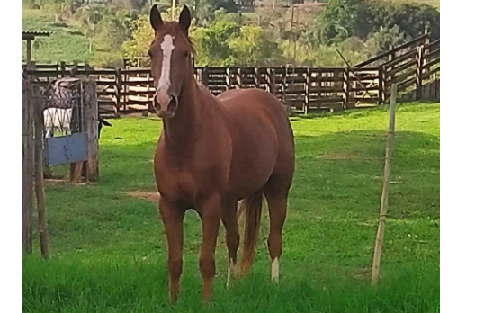 PRECIOSA TYME WOODS